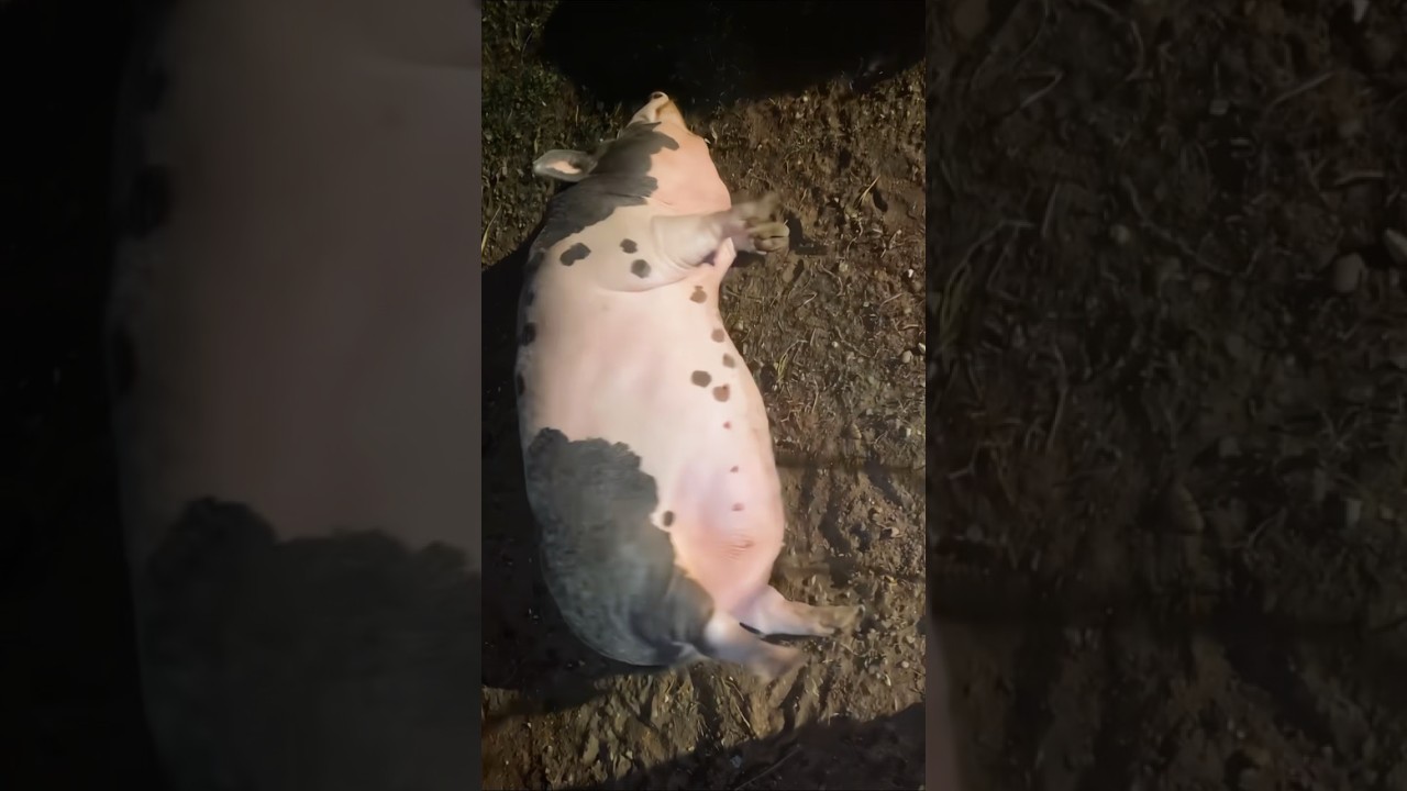 The Scratching Hack That Calms Every Pig 