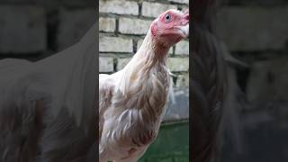 Ayam Putih Mulus Tembus Umur 4 Bulanan
