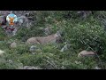 Puma cazando una Liebre | Torres del Paine |