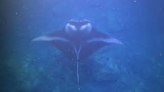 Manta Ray Snorkeling in Hawaii