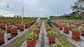 NGẮT ĐỌT (CƠI) LẦN 1 - KỸ THUẬT TRỒNG HOA CÚC PHA LÊ - TẬP 3 | TẾT 2025