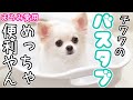 【便利】チワワの入浴シーン【犬用バスタブ買いました】