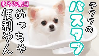 【便利】チワワの入浴シーン【犬用バスタブ買いました】