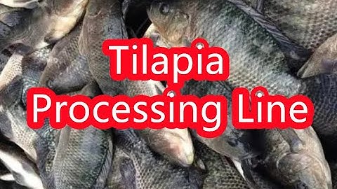 Tilapia processing line, tilapia production line, tilapia machine #fishmachine #aquaculture #tilapia