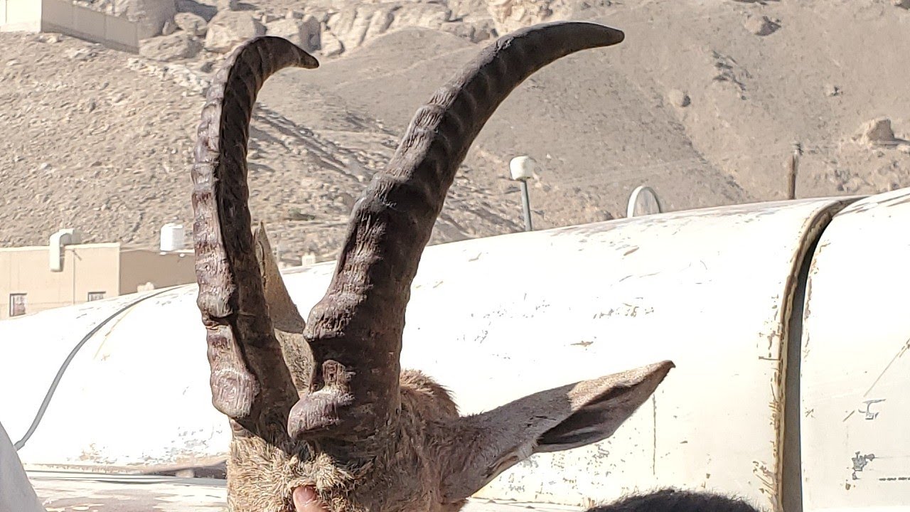 جديد2024# قنيص حافة دمون حليمة