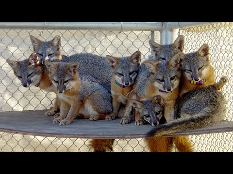 Who gets to play god? Channel Island Restoration - Part 1 (West of the West)