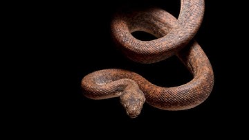 Savu Python Care Sheet