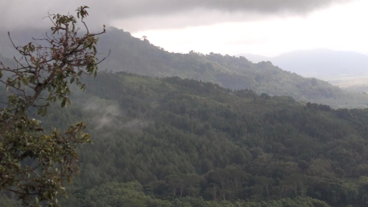 berburu babi hutan di gunung keraton banyuwangi...
