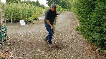 How to plant a Hazel Hedge Plant by Tudor Lodge Plant Nurseries, grown from British seed. Buy Online