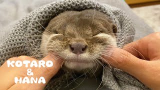 カワウソコタローとハナ　父ちゃんの顔面マッサージ　Otter Kotaro&Hana Face Massage