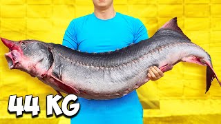 44 Kg Huge Sturgeon Recipe | Big Sturgeon Cooking and Eating by VANZAI