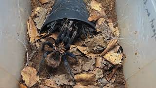 Xenesthis sp. "blue" mating (1st female)