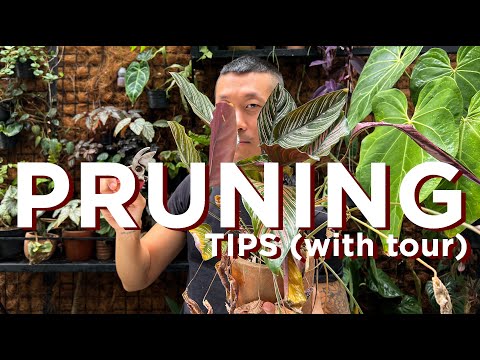 Why when and how to prune plants for maintenance and rehabilitation (with examples)