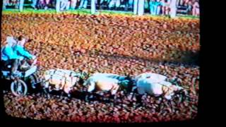 DD Madsen, sheep pulling a cart in a rodeo