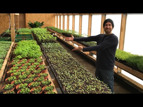 Video: De beste selvbestøvde tomatsorter for drivhuset