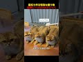 猫毛で作る特別な贈、り物世界に一つだけのスリッパ！#shorts #動物 #ペット