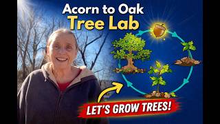 Acorn Germination Lab 🌰 | Easy & Fun Science Lesson