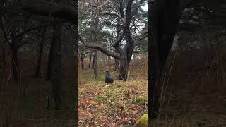 Magic Duck Magic Tree