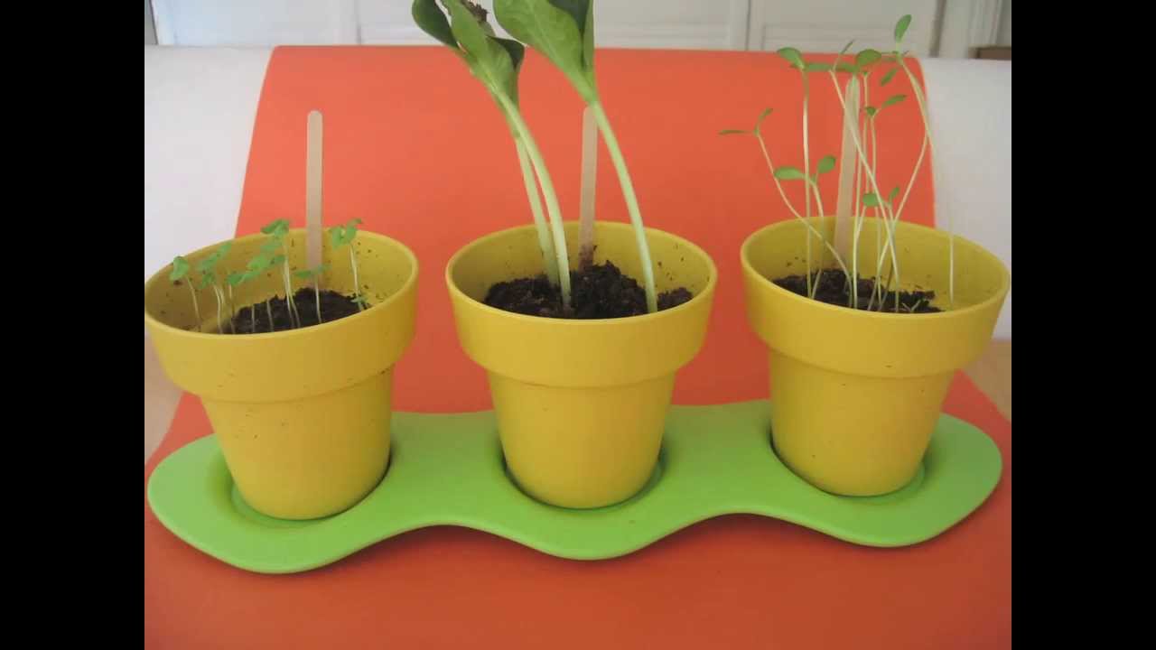 Green Toys Indoor Gardening Kit Sprouts Time Lapse - Youtube