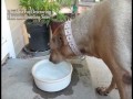 Destroying Mosquito Breeding