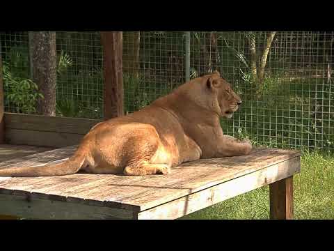 cheetah running speed Nikita the Lioness