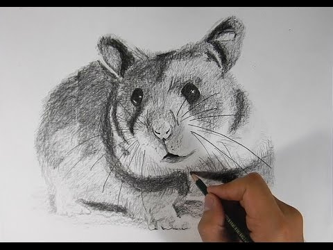 Cómo dibujar un hámster realista a lápiz - How to Draw a Hamster - YouTube