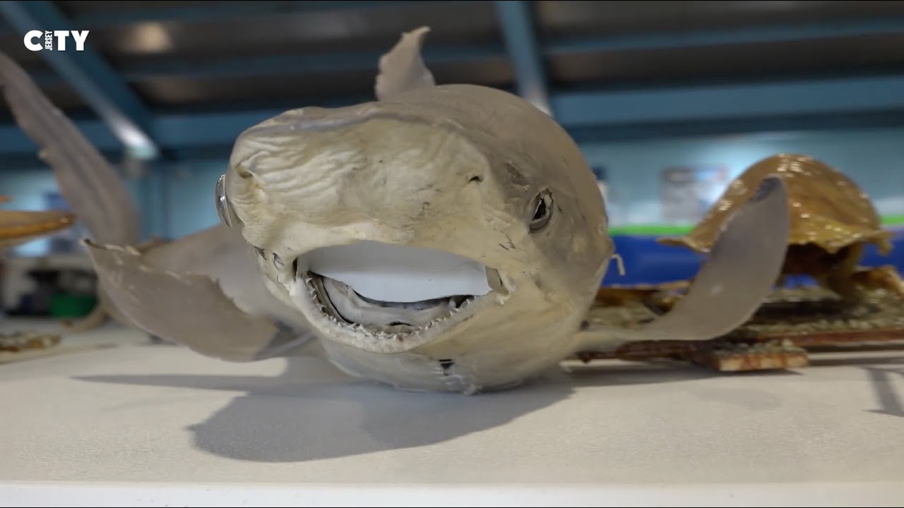 Jersey City Recreation Presents Ocean’s Rock at Pershing Field Summer