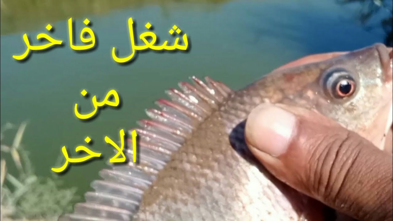 صيد غلة جامد على كيفك🔥 - YouTube