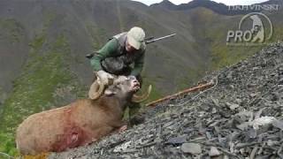 Okhotsk Snow Sheep in Yakutia