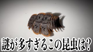 『Kabaya』カバヤ世界の昆虫　シークレット含セミコンプリート20種 Kabaya』カバヤ世界の昆虫 シークレット含セミコンプリート20種