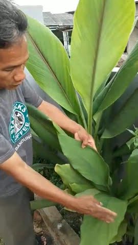 Perbedaan pohon temulawak dengan pohon kunir#temulawak#kunir#perkebunan