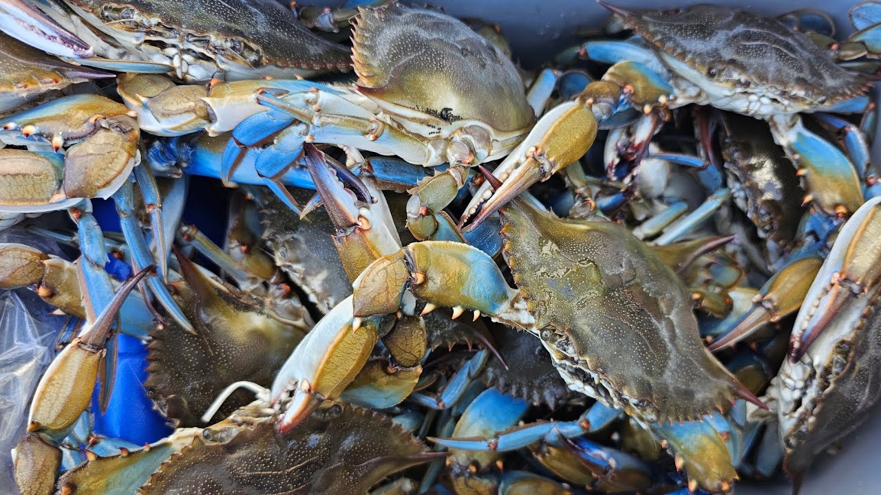 Потрясающее время, проведенное за ловлей синего краба за синим крабом в прекрасный день во Флорид...