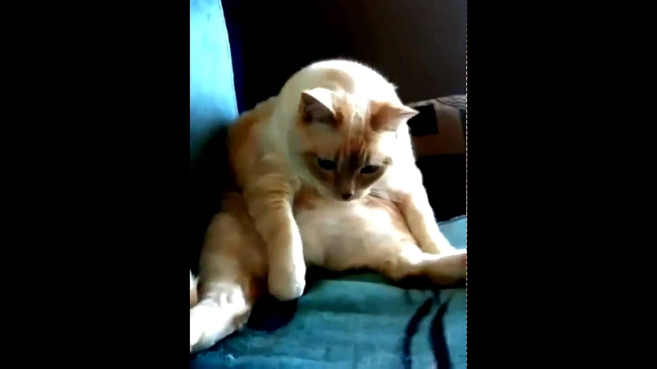 Cat Hiccups And Farts At The Same Time