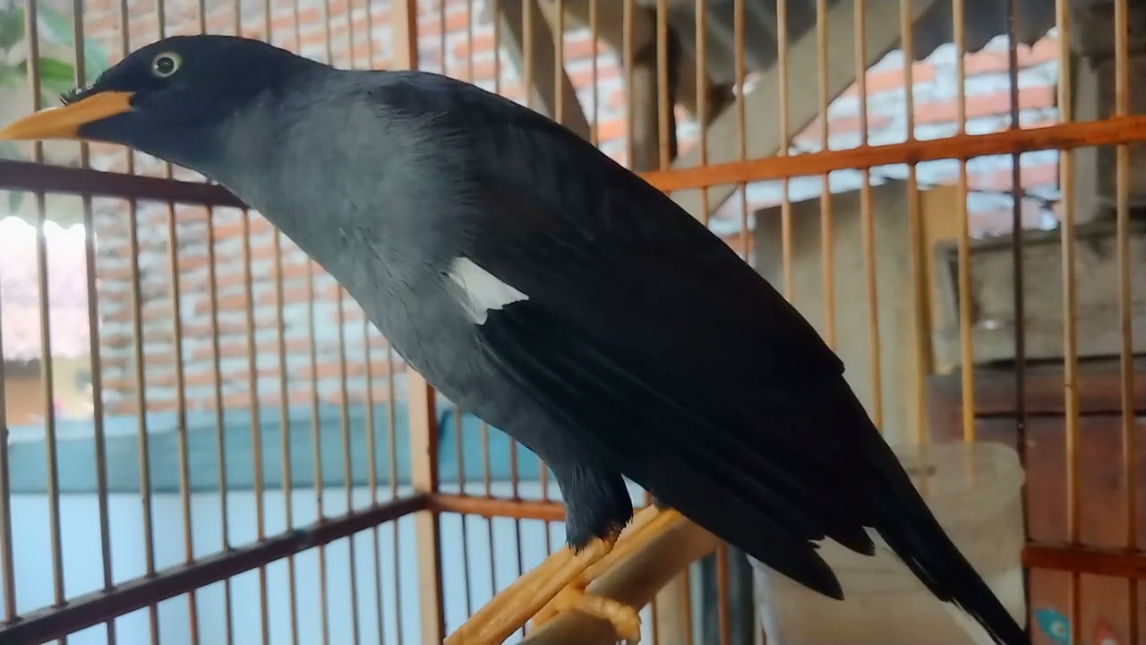 jalak kebo belajar bunyi✅