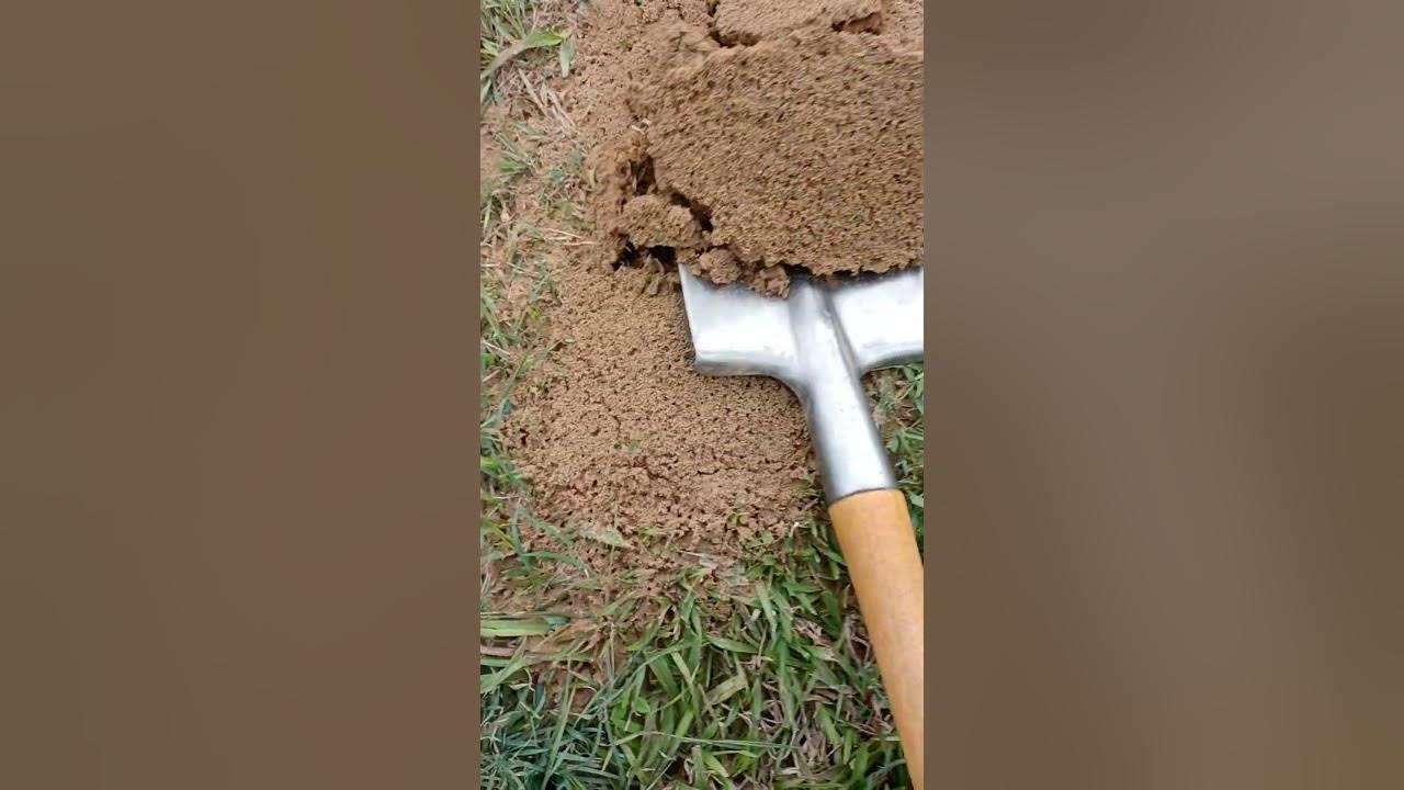 Dig up the nest of invading fire ants with a titanium shovel.They are venomous ants and super scary! Dig up the nest of invading fire ants with a titanium shovel.They are venomous ants and super scary!