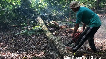 Vua Khỉ Miền Tây leo cưa Cây Dừa trong không gian hạn hẹp tại An Hữu Cái Bè Tiền Giang