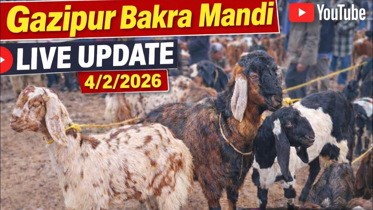 Gazipur bakra mandi live update 4/2/2026