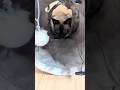 上手に隠れるシャム猫🐱 - Cats hide and seek - #shorts #cat