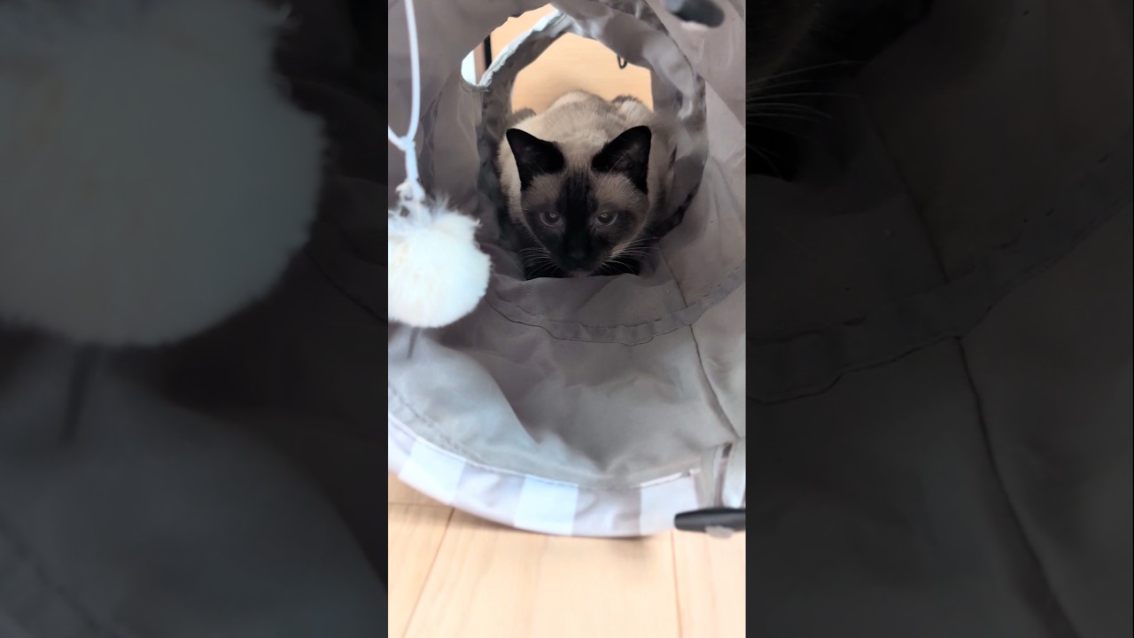 上手に隠れるシャム猫🐱 - Cats hide and seek - #shorts #cat