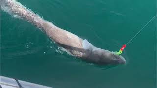 FISHING WITH CUTTLEFISH FOR CONGERS