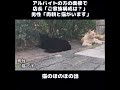 【猫のほのぼの話】アルバイトの方の面接で、店長「ご家族構成は?」男性「両親と猫がいます」#ねこぬこにゃんこ #猫 #猫の話 #ほのぼの #shorts