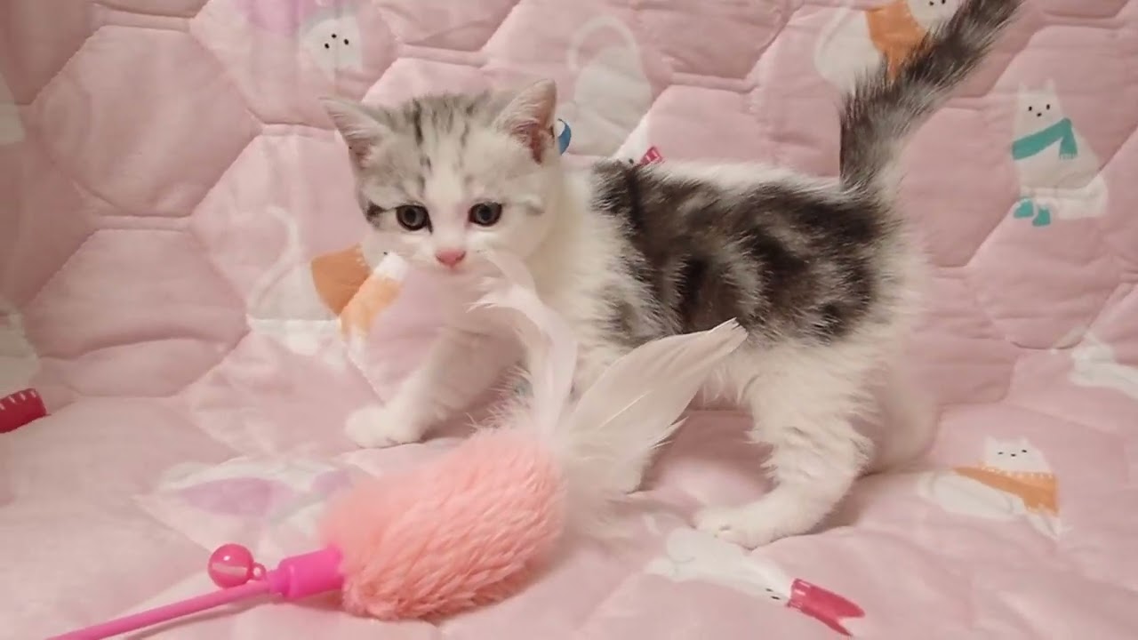 マンチカンです。 PC120811 マンチカン 2025年11月1日 - YouTube