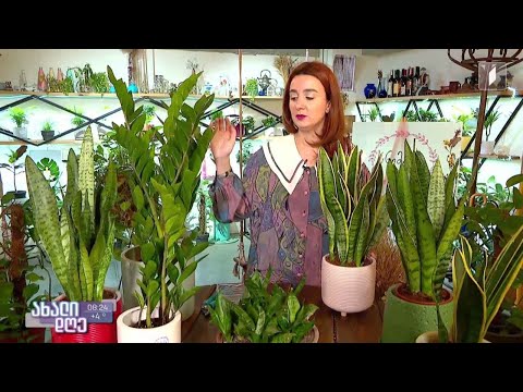 რუბრიკა „მცენარეების მეგობარი“ - როგორ მოვუაროთ სანსევიერასა და ზამიოკულკასს