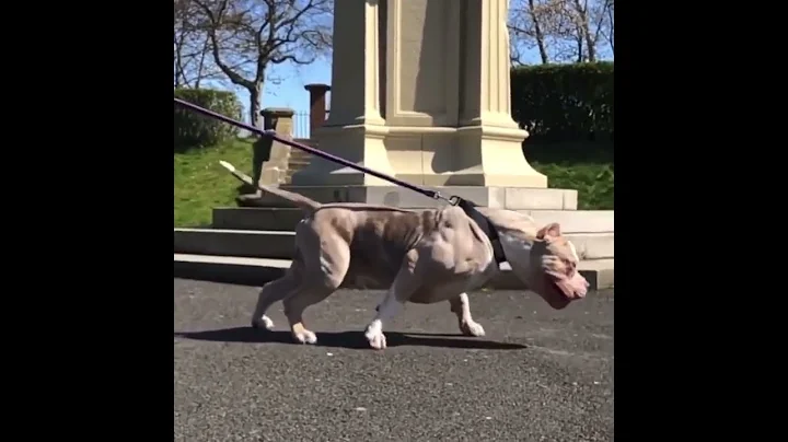 Guard Dogs #viral #trending #shorts (1)