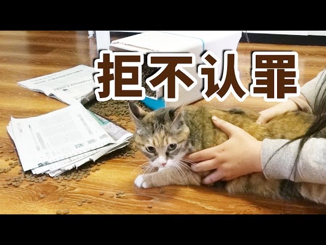 猫咪趁主人不在家干坏事，带到现场指认扭头就跑！