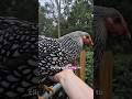 Do you clip your chicken wings? ✂️🐔 #chickenkeeping #youtubeshorts #chickens