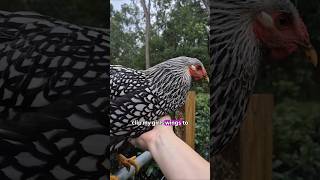Do you clip your chicken wings? ✂️🐔 #chickenkeeping #youtubeshorts #chickens