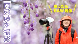 【撮影&RAW現像】レンズ3本で藤の撮影Lightroom classicワンポイントアドバイス