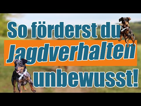 Video: Wie man einen Hund davon abhält, Vieh zu jagen