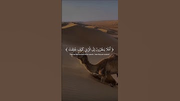أفلا ينظرون إلى الإبل كيف خلقت القارئ عبدالرحمن مسعد ♥️🎧